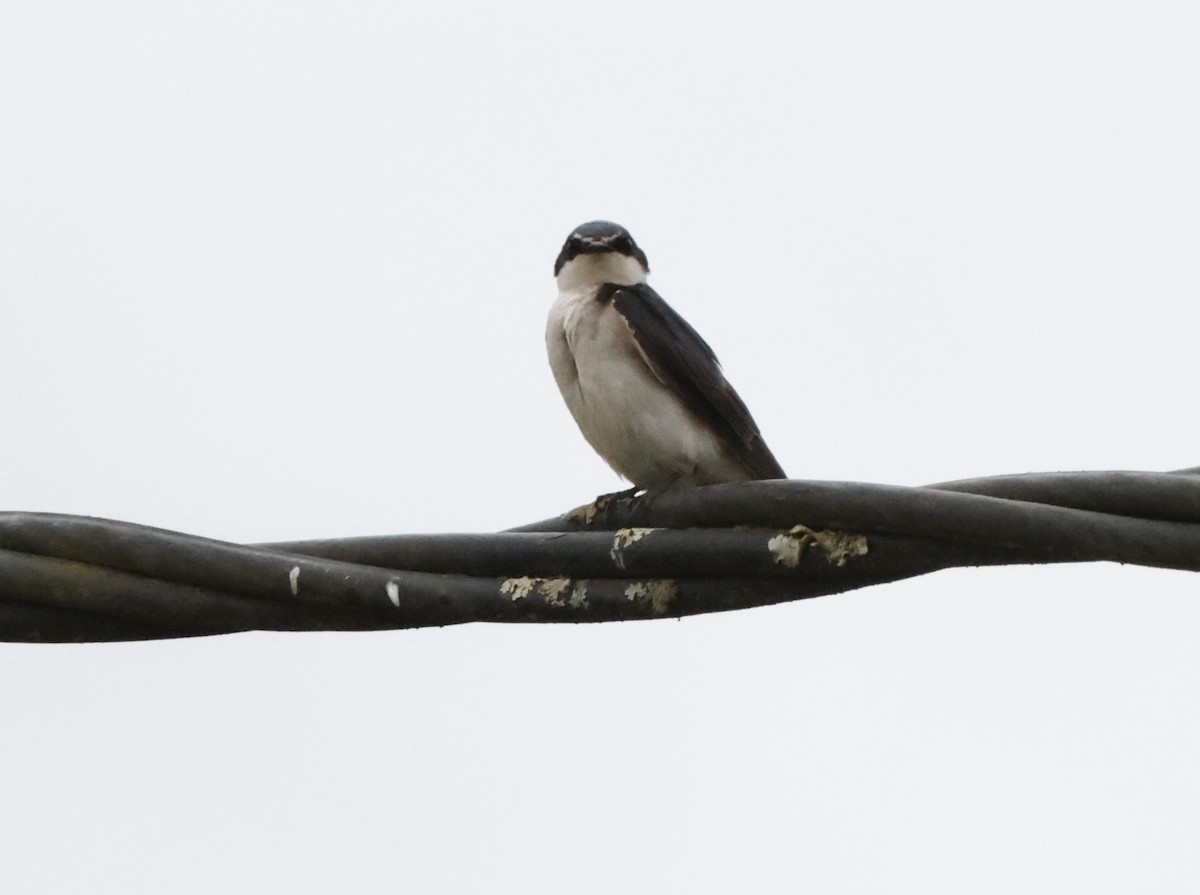 White-rumped Swallow - ML644651420