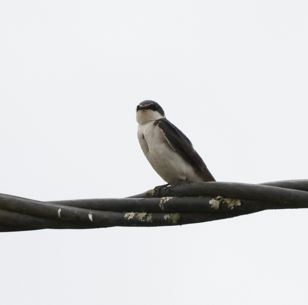 White-rumped Swallow - ML644651421