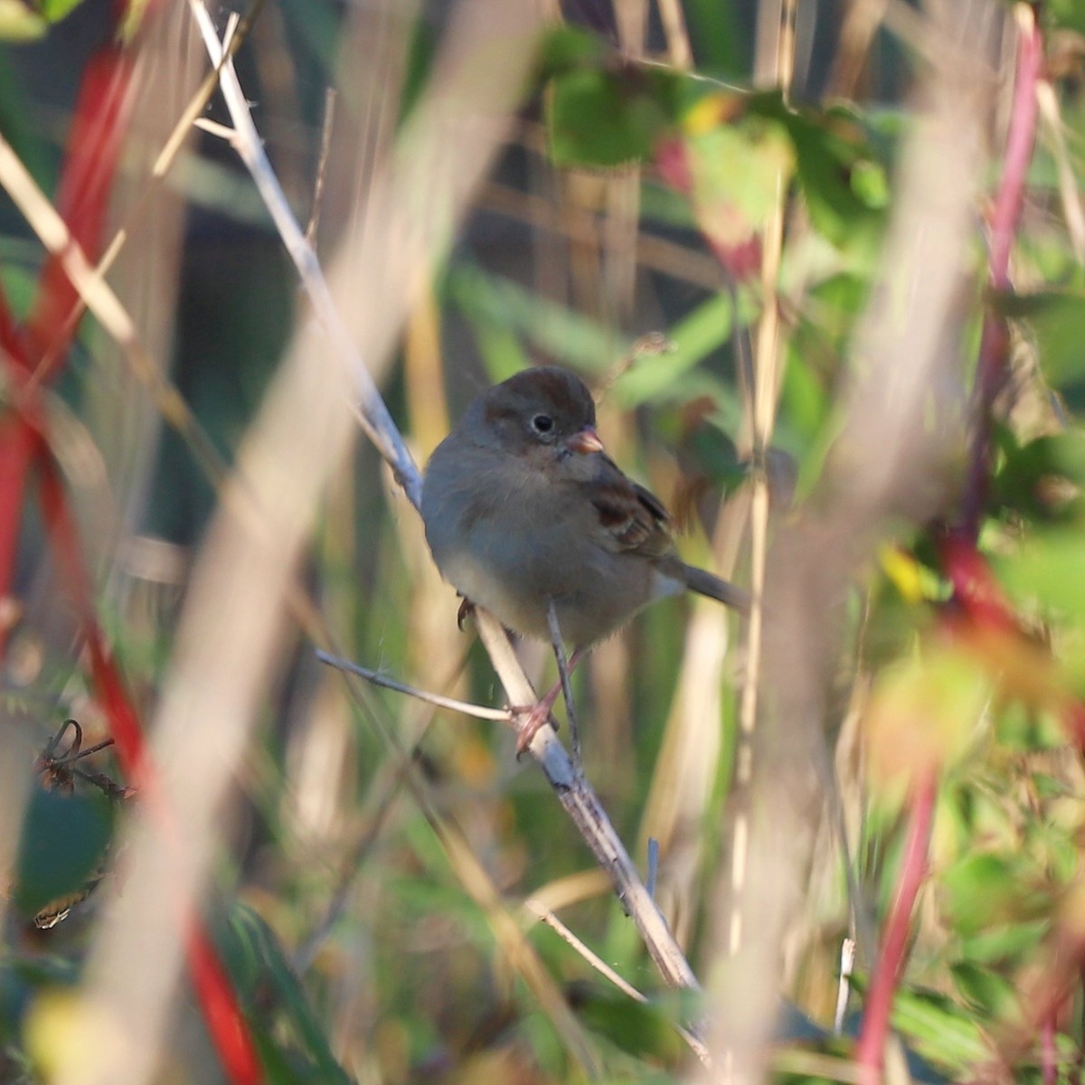 Field Sparrow - ML644651422