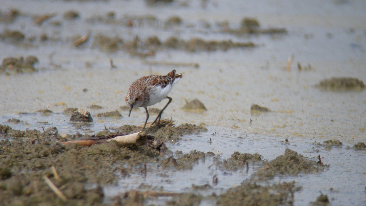 小濱鷸 - ML644651423