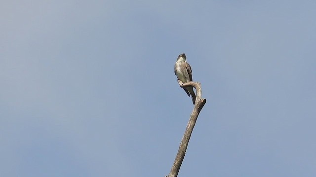 Moucherolle à côtés olive - ML644651424