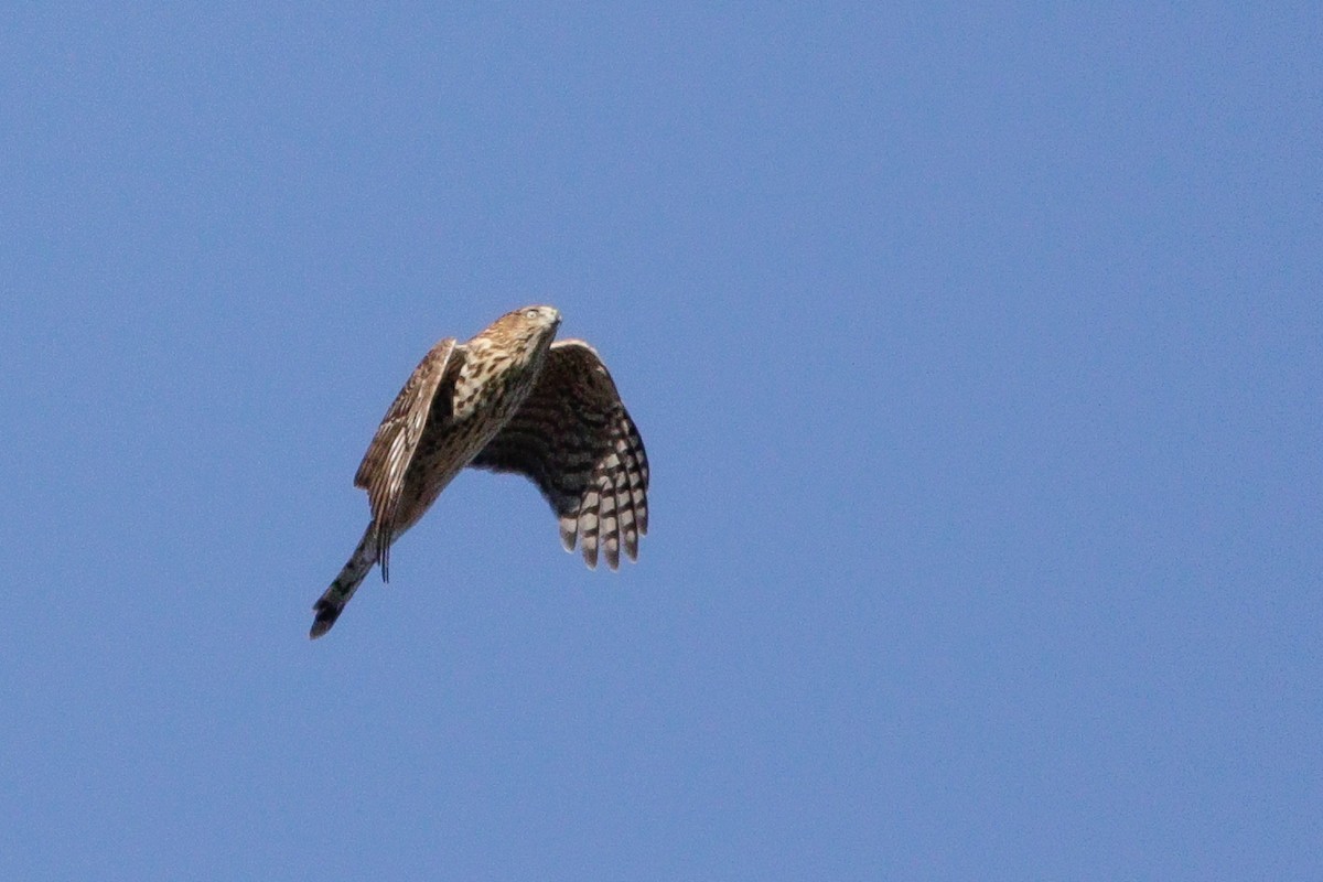 Cooper's Hawk - ML644651425