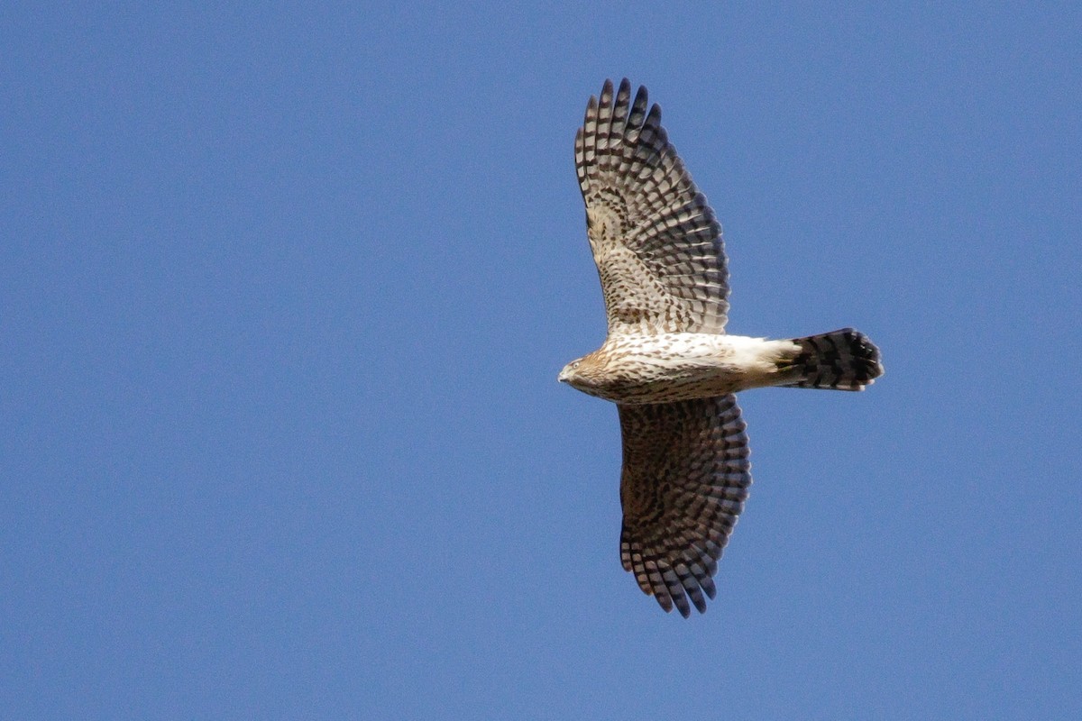 Cooper's Hawk - ML644651426