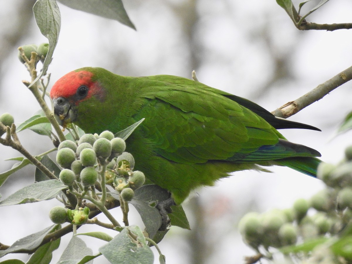 Pileated Parrot - ML644651428