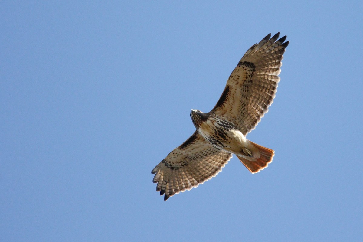 Red-tailed Hawk - ML644651430