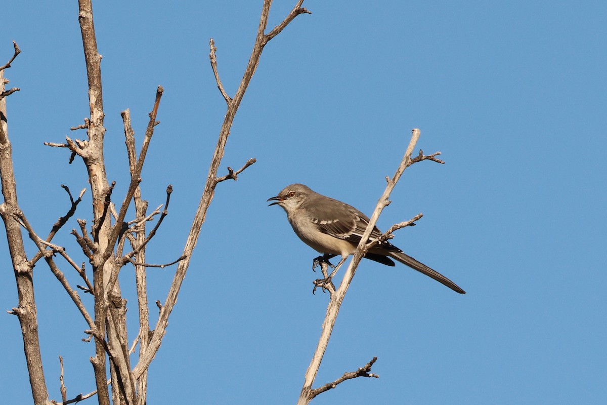Пересмішник багатоголосий - ML644651432