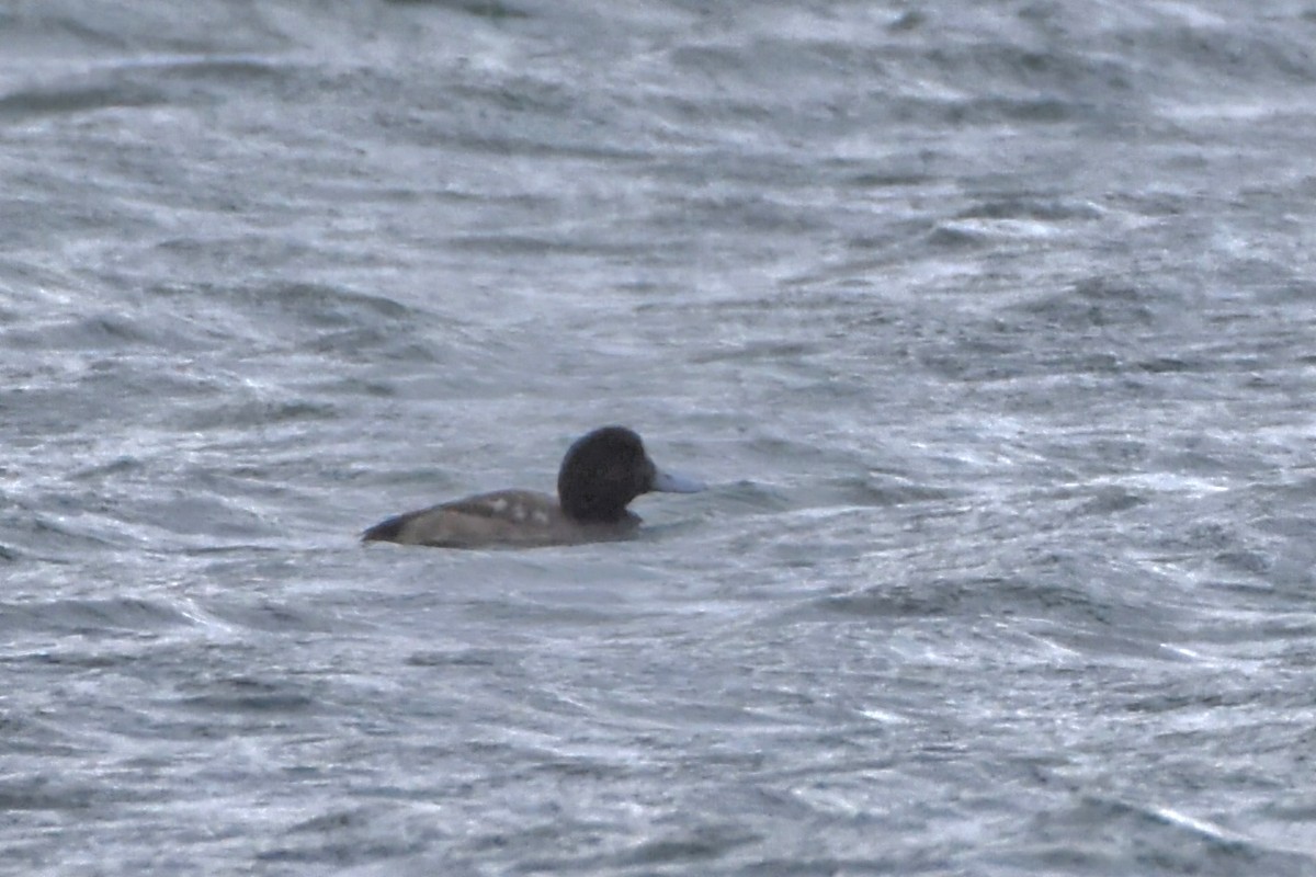 スズガモ - ML644651433