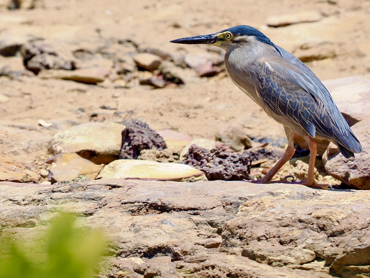Little Heron - ML644651436