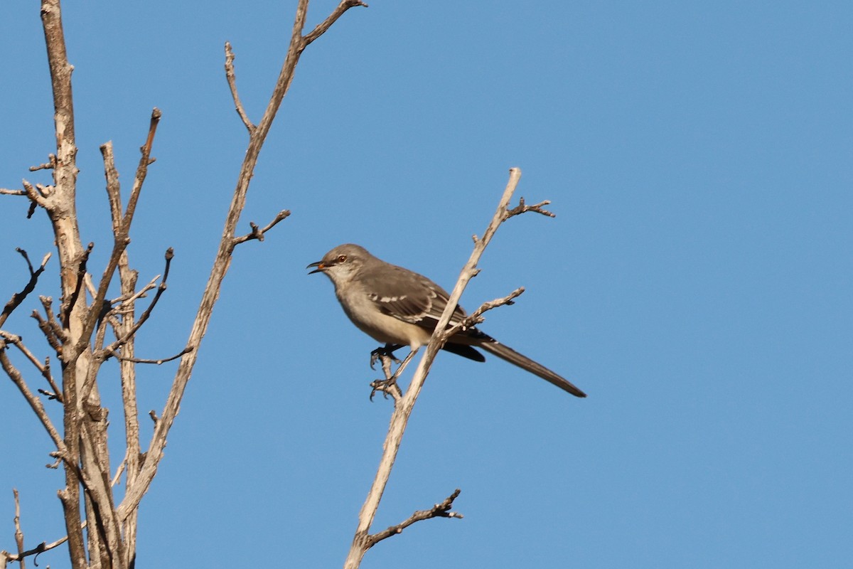 Пересмішник багатоголосий - ML644651439