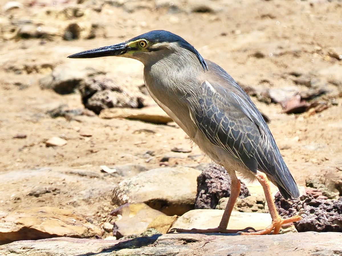 Little Heron - ML644651440