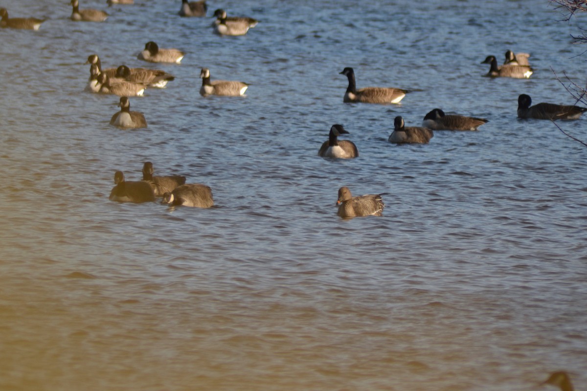 Tundra Bean-Goose - ML644651453