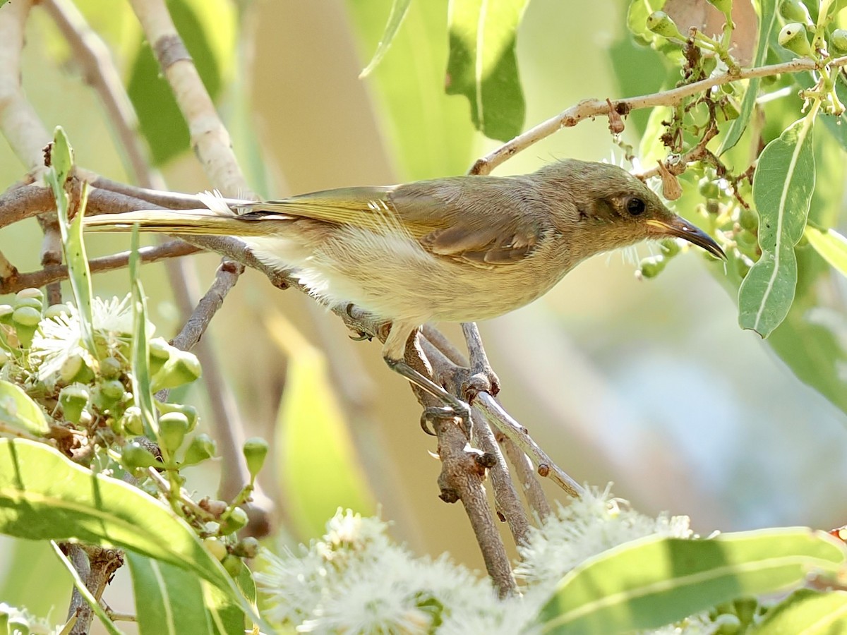 Brown Honeyeater - ML644651458