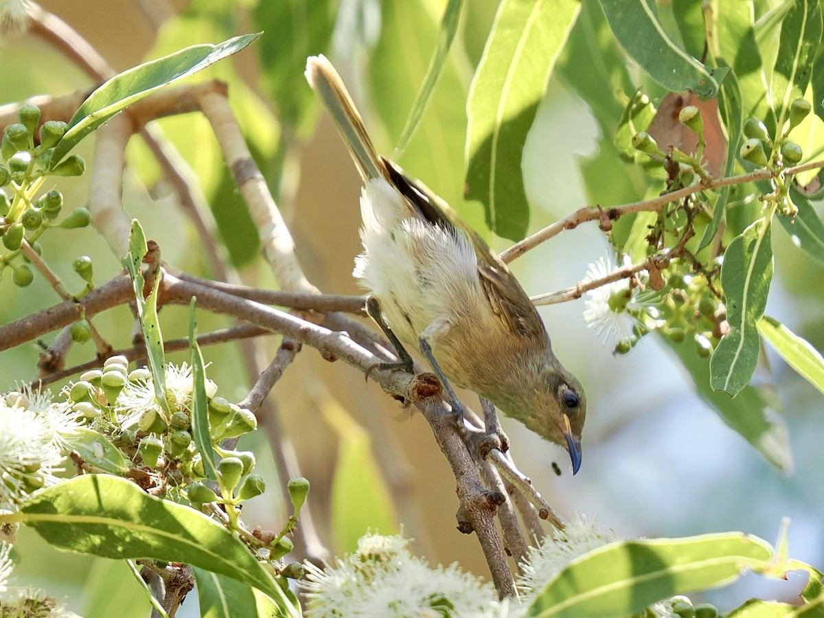 Brown Honeyeater - ML644651459