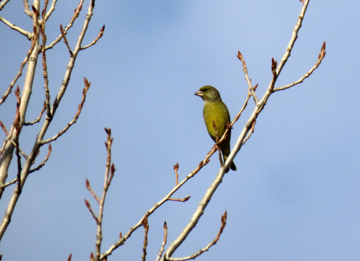 アオカワラヒワ - ML644651460