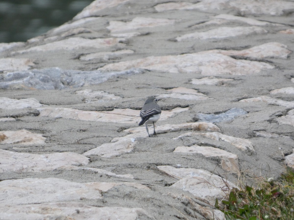 Bergeronnette grise - ML644651462