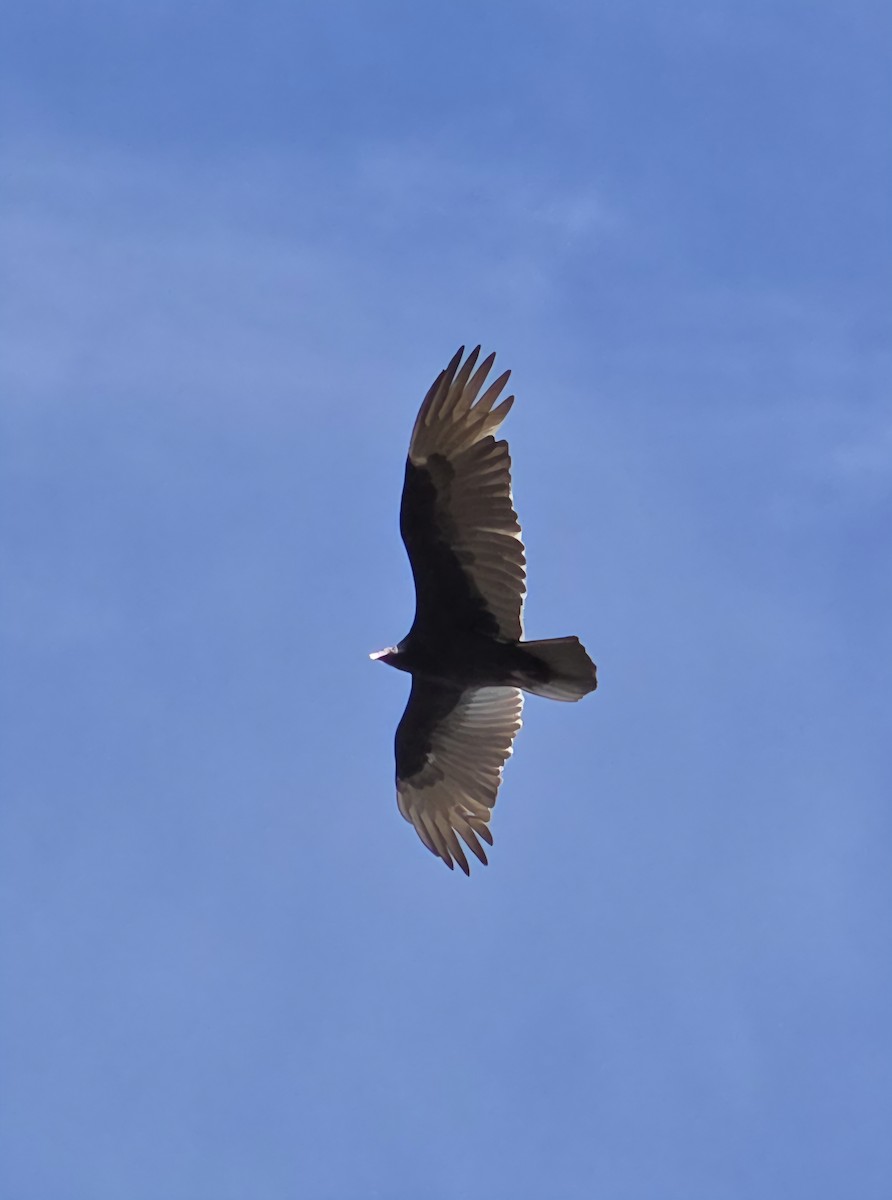 Turkey Vulture - ML644651470