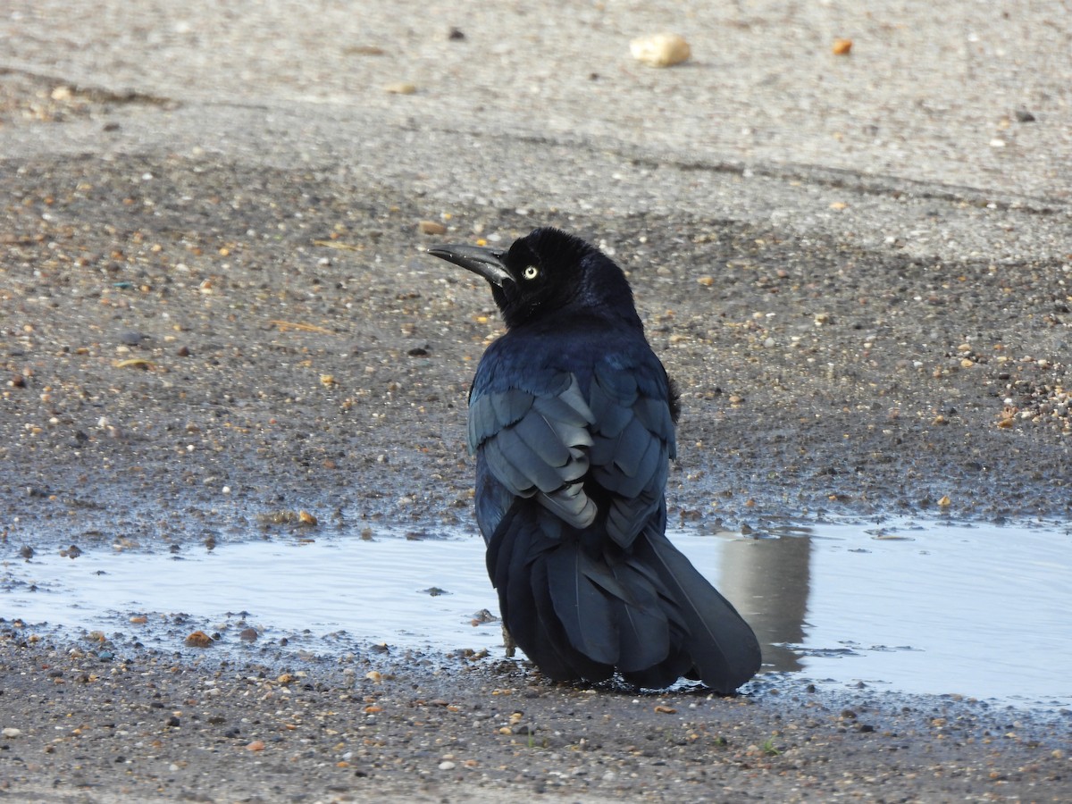 båtstjerttrupial (torreyi/alabamensis) - ML644651471