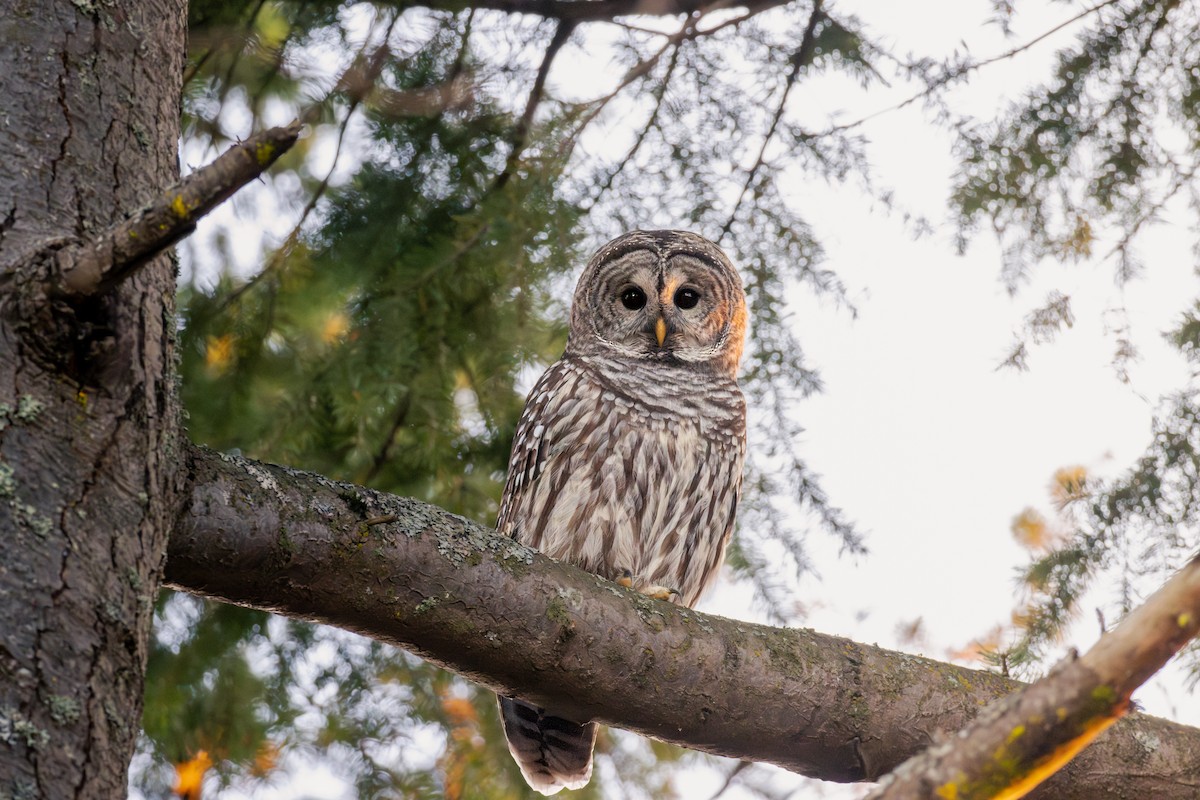 Полосатая неясыть - ML644651472