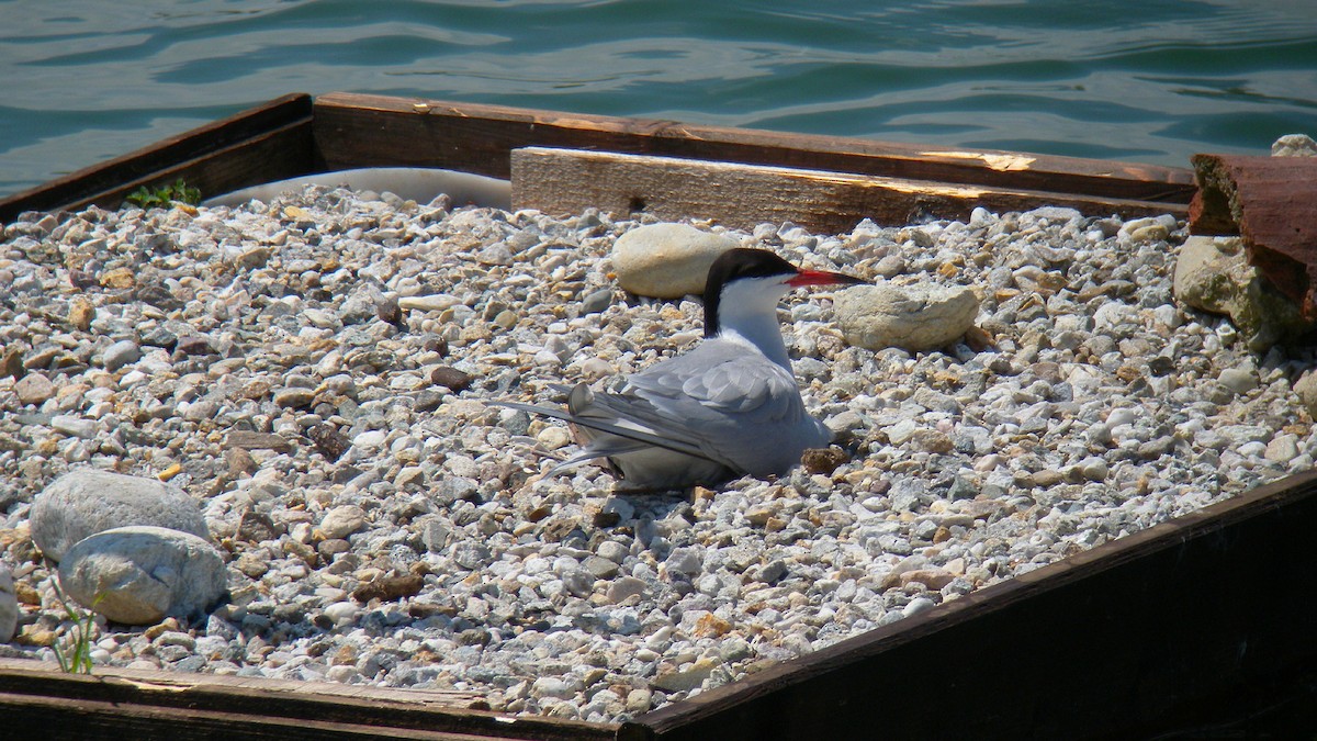 Речная крачка - ML644651473