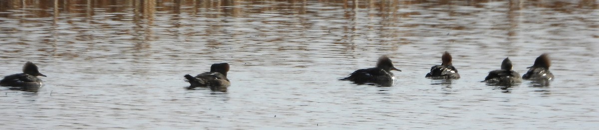 hjelmfiskand - ML644651474