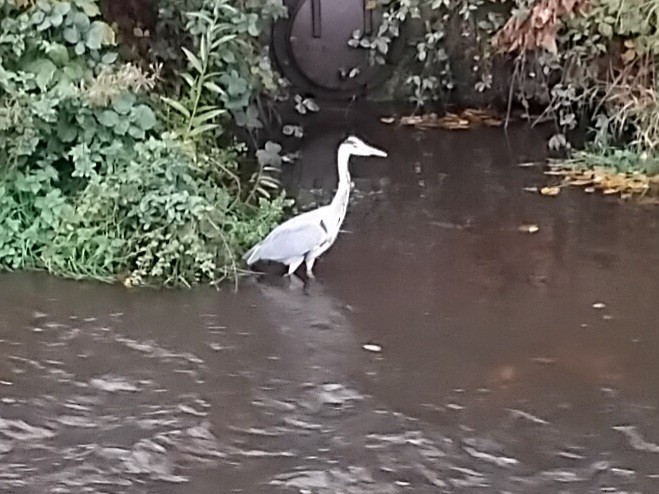 gråhegre - ML644651475