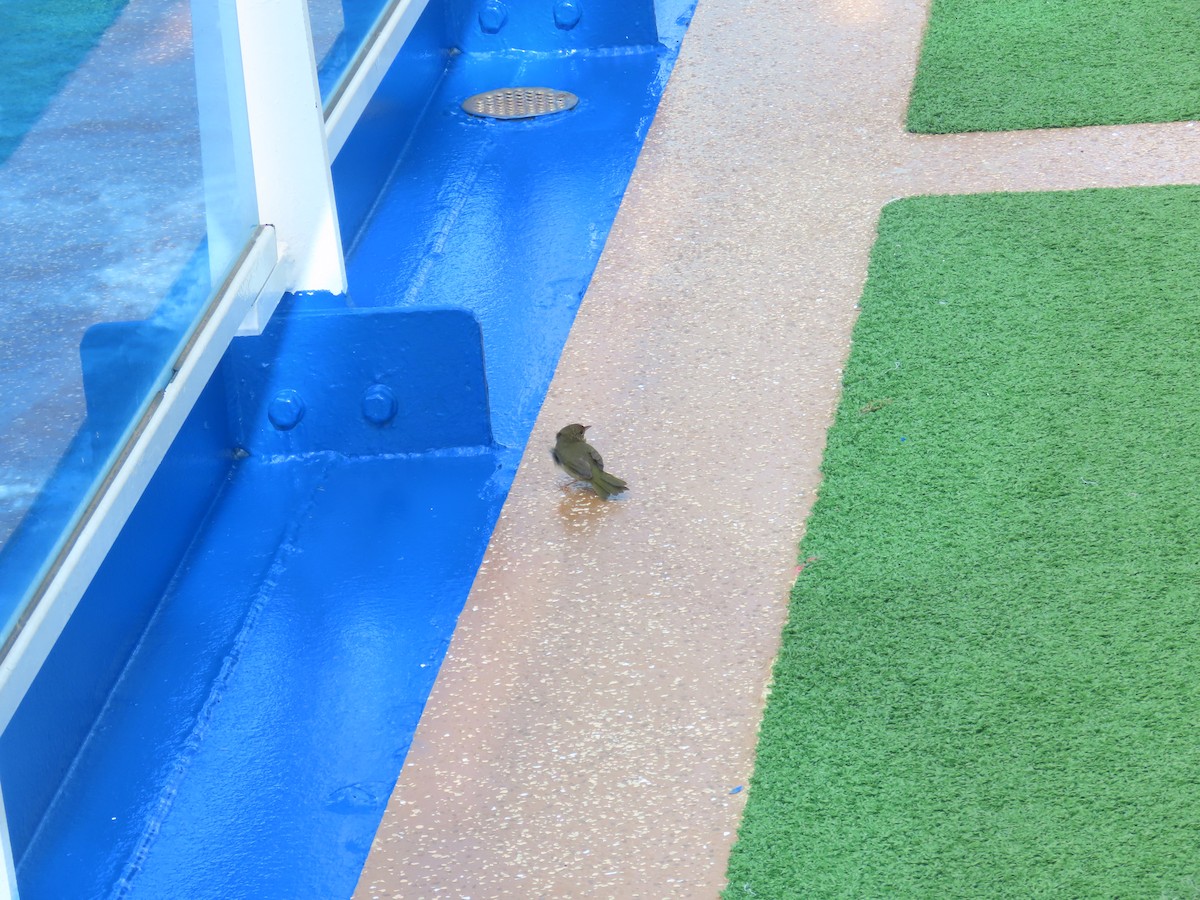 lesňáček žlutohrdlý - ML644651477