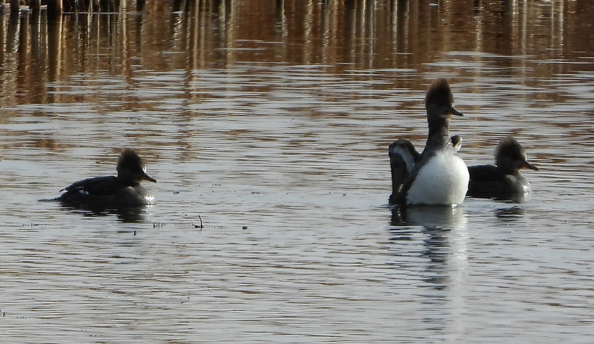 Капюшоновый крохаль - ML644651478