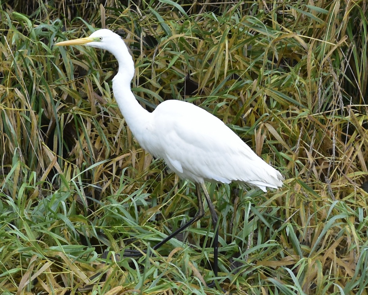 Большая белая цапля - ML644651479