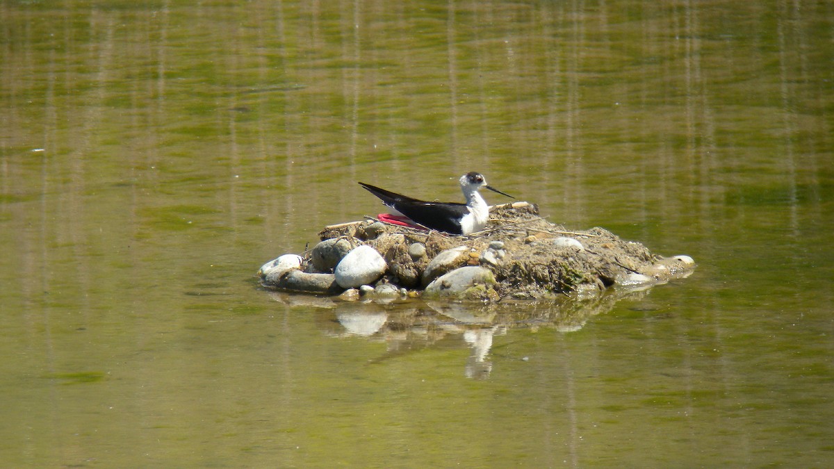 Ходулочник - ML644651480