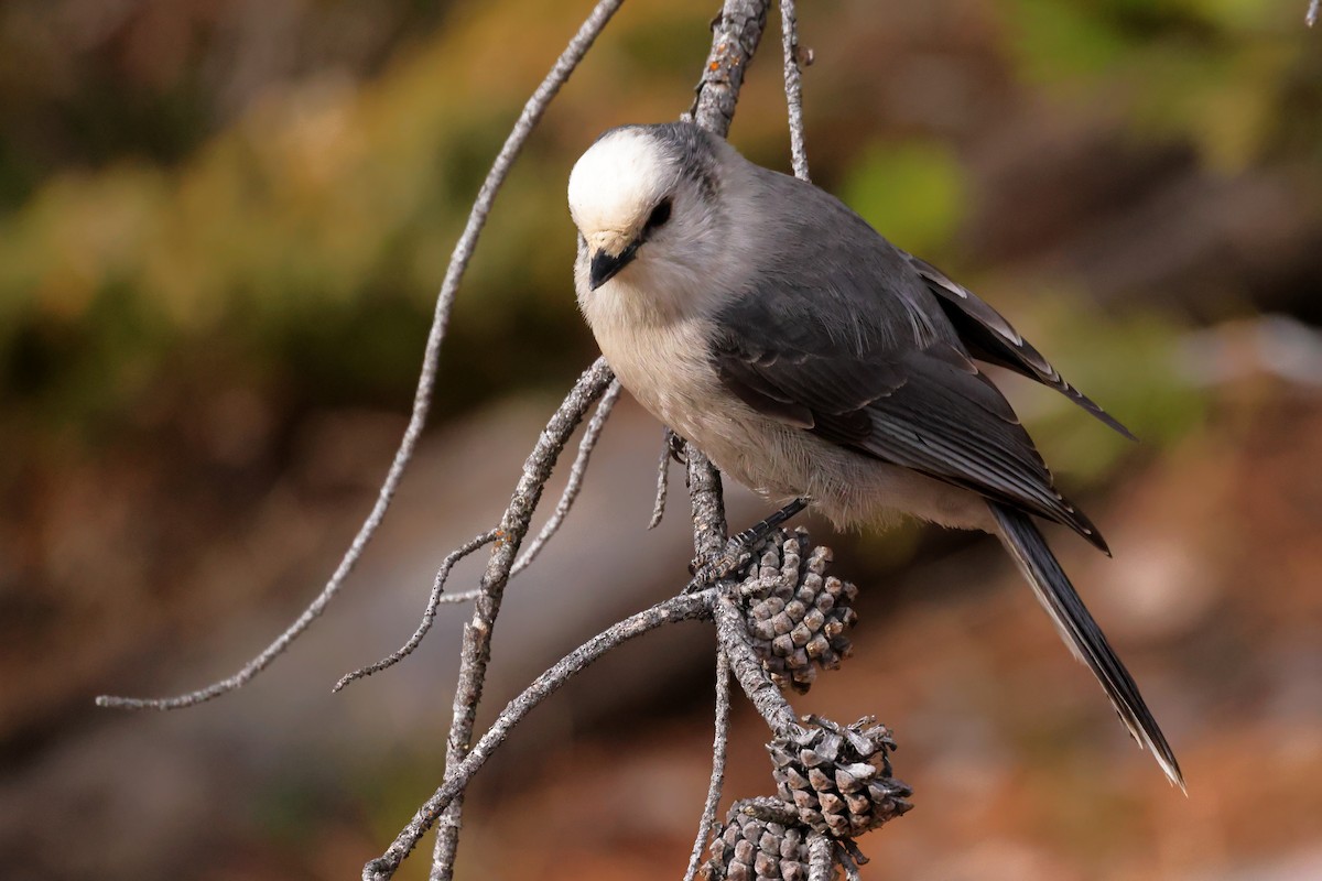Канадская кукша - ML644651481