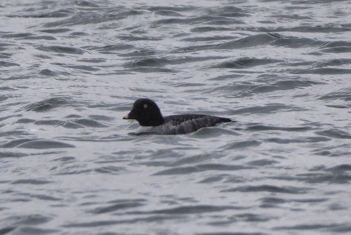 Гоголь - ML644651482