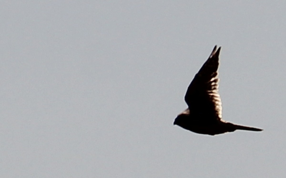 Воробьиная пустельга - ML644651484