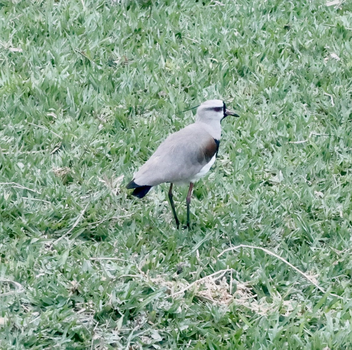 Кайеннский чибис - ML644651486