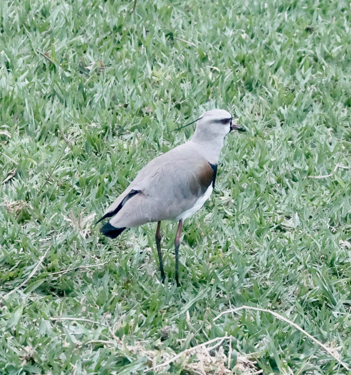 Кайеннский чибис - ML644651487