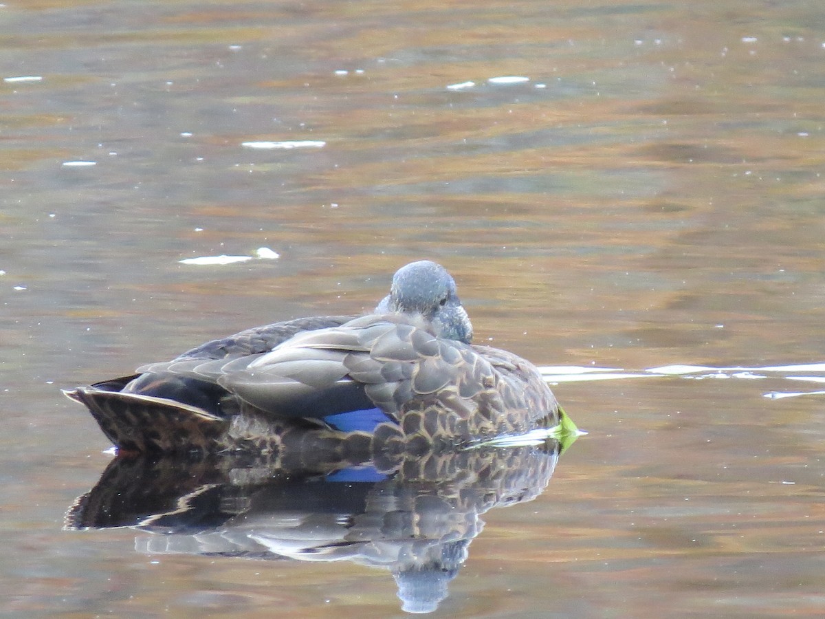 Кряква x Американская кряква (гибрид) - ML644651488