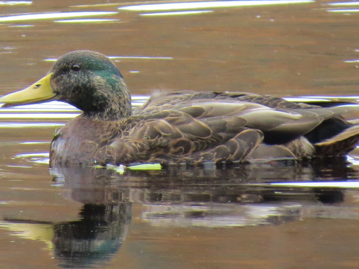 Кряква x Американская кряква (гибрид) - ML644651489