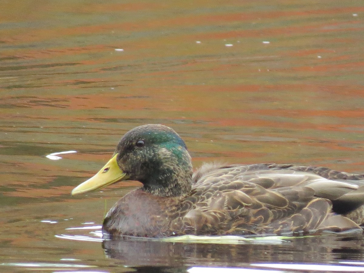 Кряква x Американская кряква (гибрид) - ML644651490