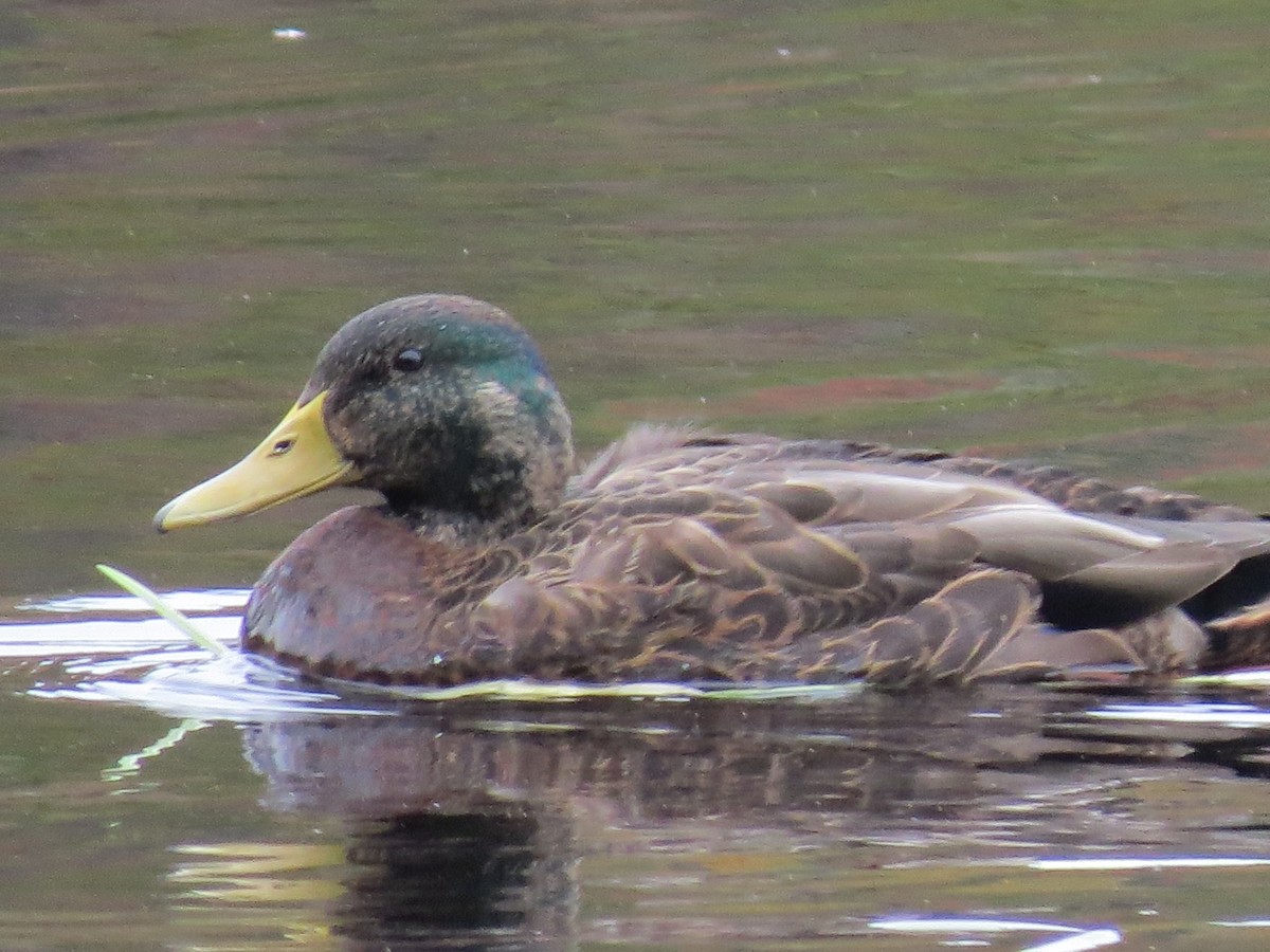 Кряква x Американская кряква (гибрид) - ML644651491