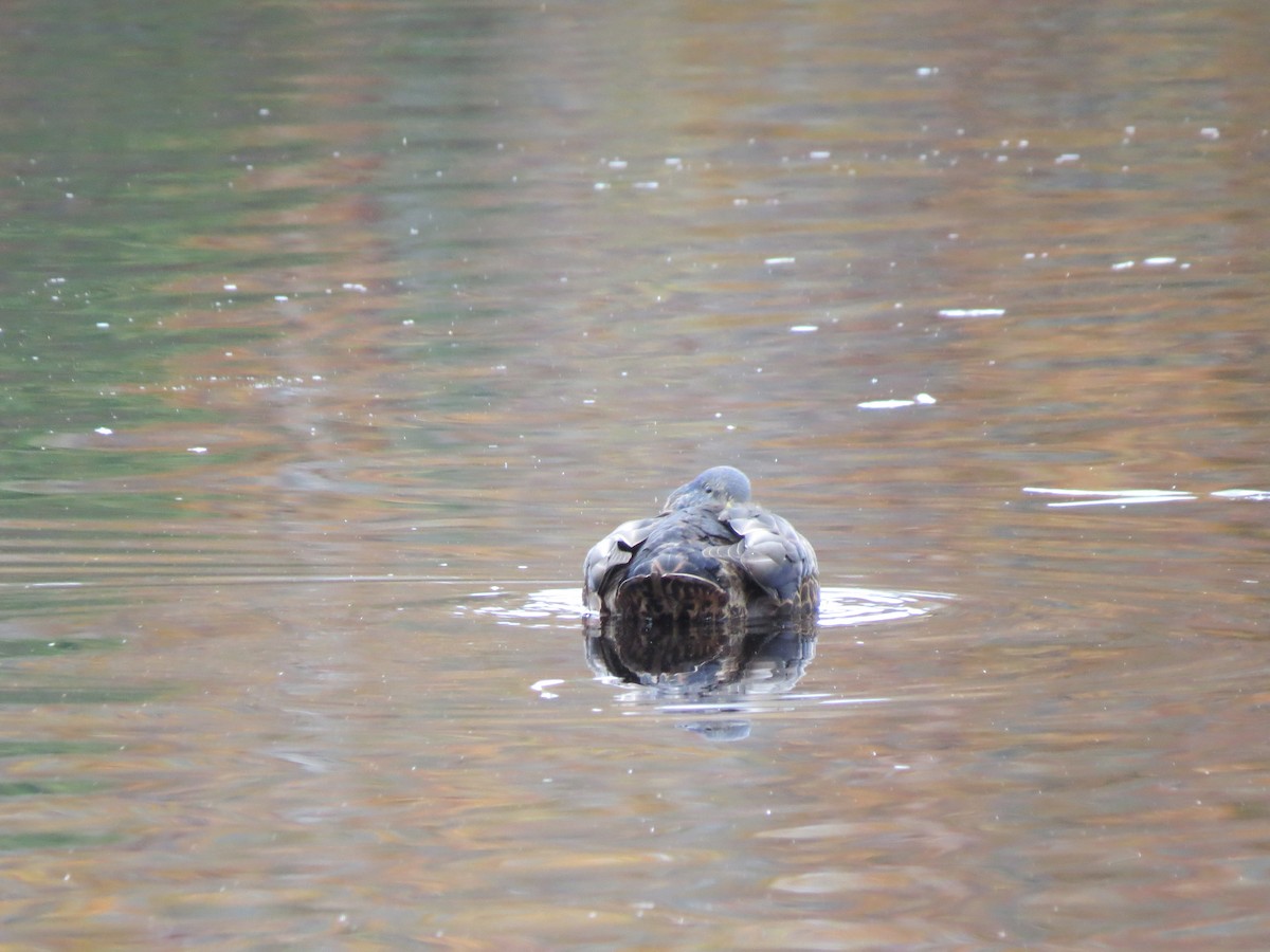 Кряква x Американская кряква (гибрид) - ML644651492