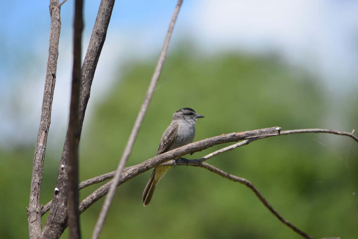 Аргентинский тиранн - ML644651494