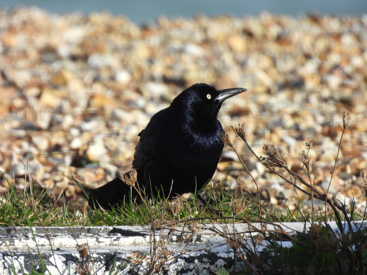 båtstjerttrupial (torreyi/alabamensis) - ML644651495