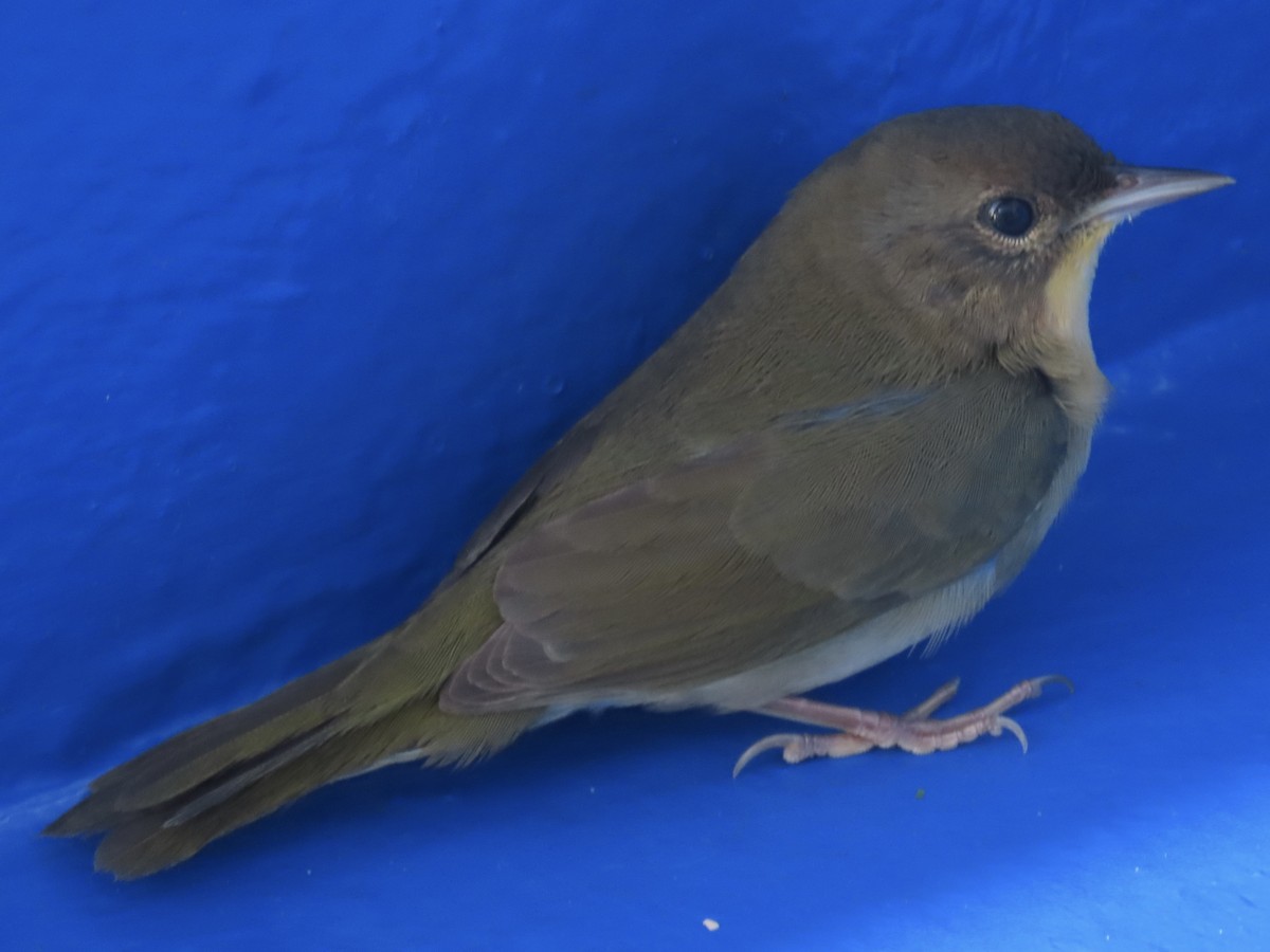 lesňáček žlutohrdlý - ML644651497