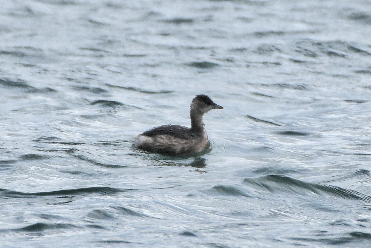 Малая поганка - ML644651498