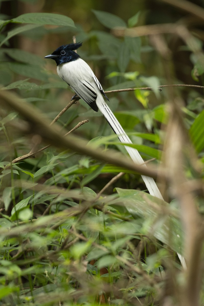 Райская мухоловка - ML644651499