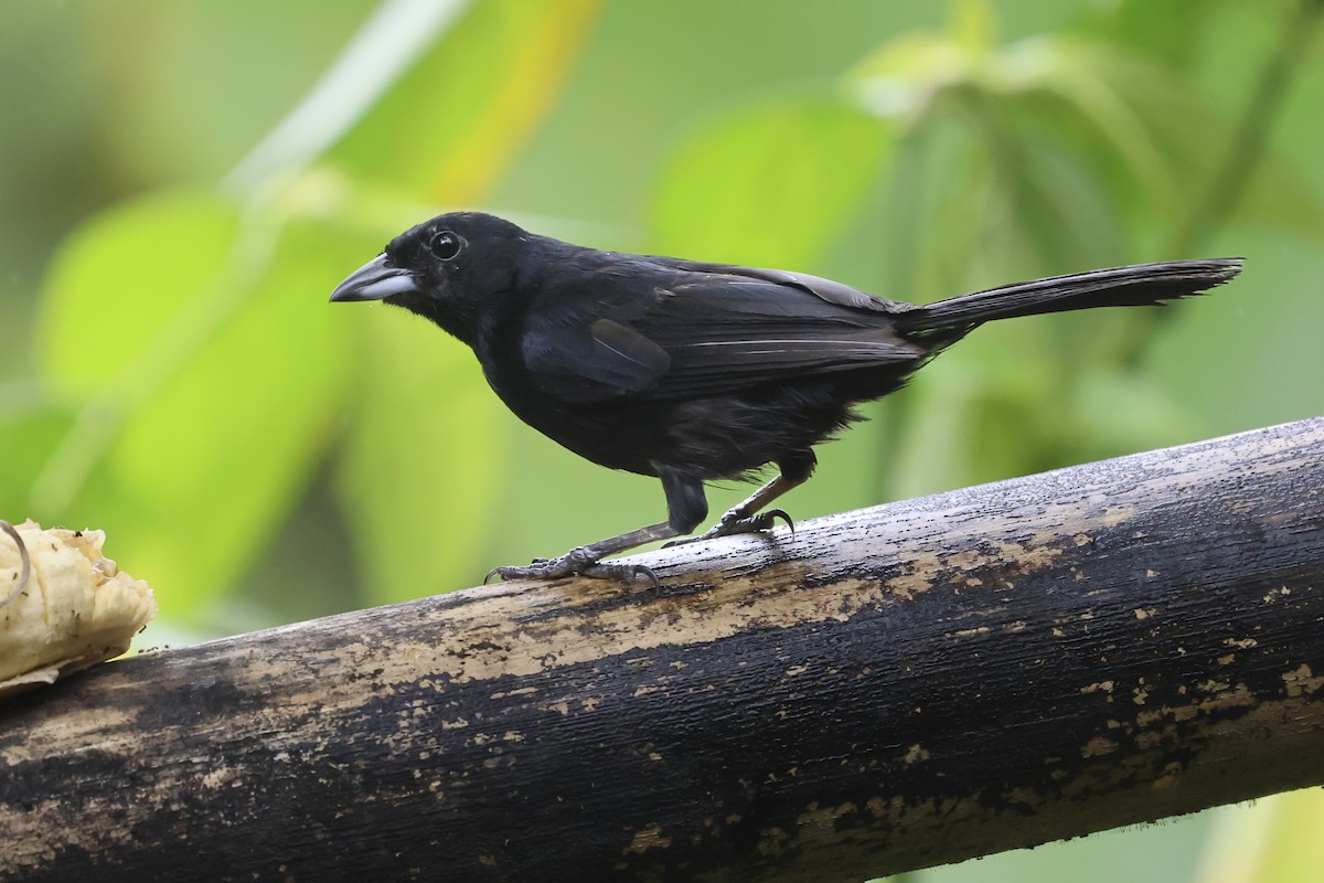 Чёрная танагра - ML644651500