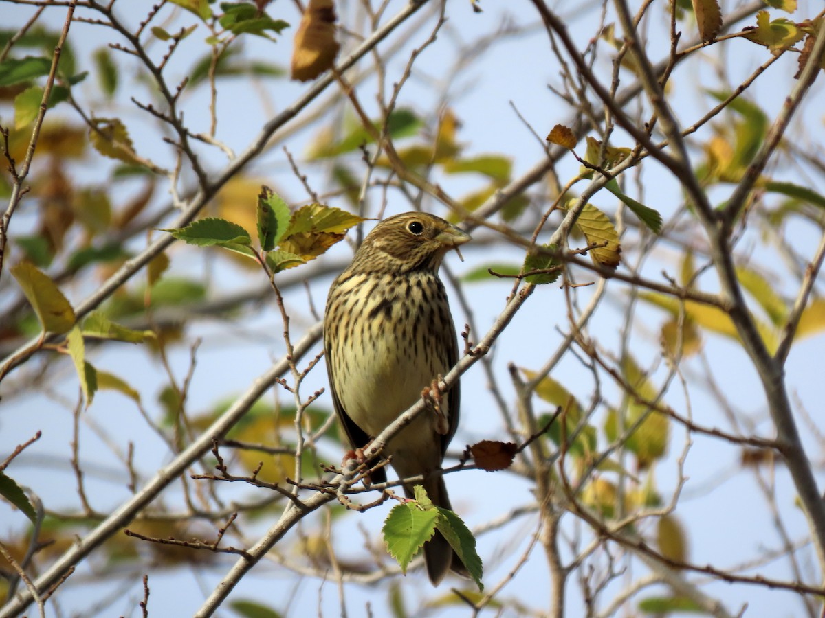 Просянка - ML644651503