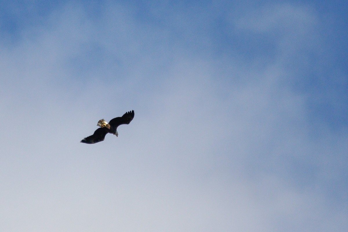 Белоголовый орлан - ML644651504