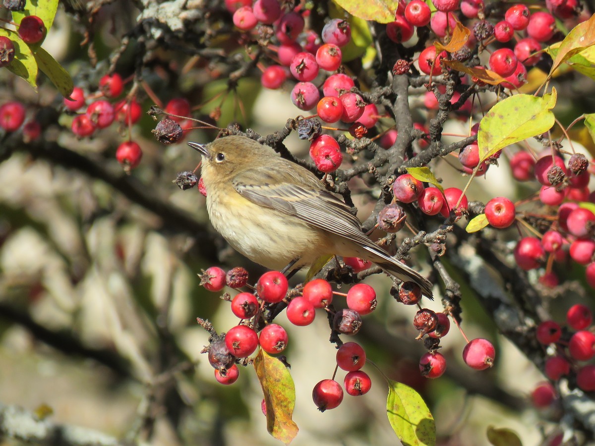 Миртовый певун - ML644651505