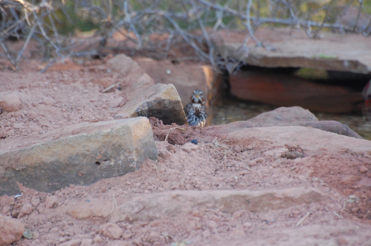 Пестрогрудая овсянка - ML644651506