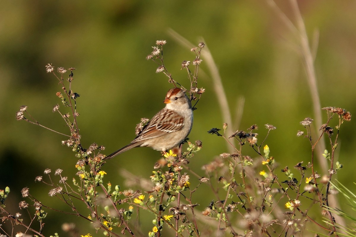 hvitkronespurv - ML644651508